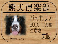 �o�b�J�X�}�}�����HP��GO�I